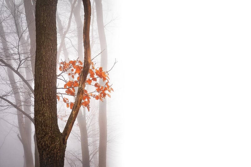 Enchanted Forest Clearing